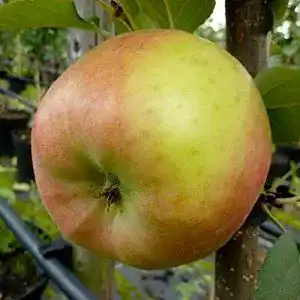 Apfelbaum Topaz – Winterapfel im Vergleich