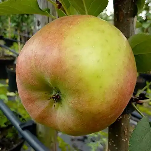 Apfelbaum Topaz – Winterapfel im Vergleich