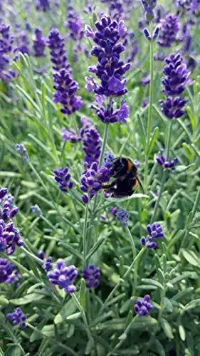 Lavendel Pflanze von Unsere Gärtnerei Müller (Lavandula angustifolia)