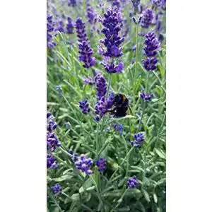 Lavendel Pflanze von Unsere Gärtnerei Müller (Lavandula angustifolia)