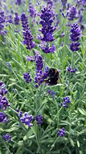 Lavendel Pflanze von Unsere Gärtnerei Müller (Lavandula angustifolia)