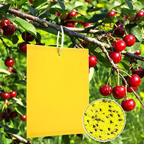 Gelbtafeln Panngu 50 Stück zur Bekämpfung von Trauermücken 20 cm x 15 cm