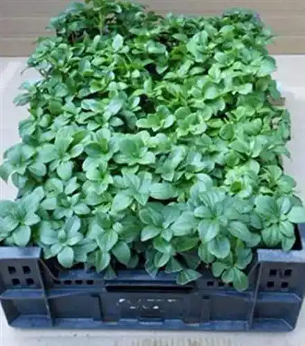 Dickmännchen Gartenbau-Service Pachysandra terminalis 60 Stück