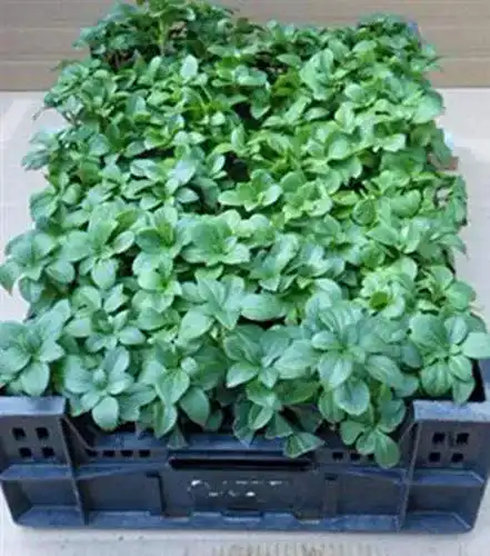 Dickmännchen Gartenbau-Service Pachysandra terminalis 60 Stück