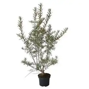 51Dwc3MhRsL. SL500 