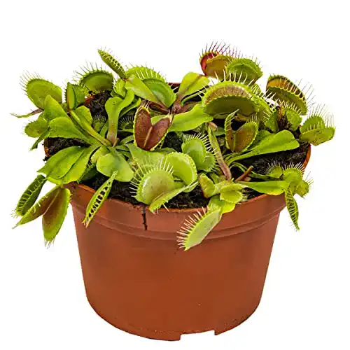 Fleischfressende Pflanze Dionaea Muscipula – Venusfliegenfalle 10-15 cm