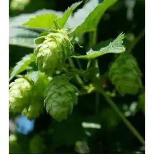 Hopfen-Samen Gardenox 150 Samen Echter Hopfen Humulus lupulus