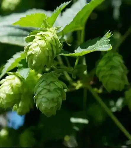 Hopfen-Samen Gardenox 150 Samen Echter Hopfen Humulus lupulus