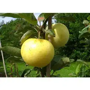 Weißer Klarapfel Apfelbaum – Alte Sorte für den Garten
