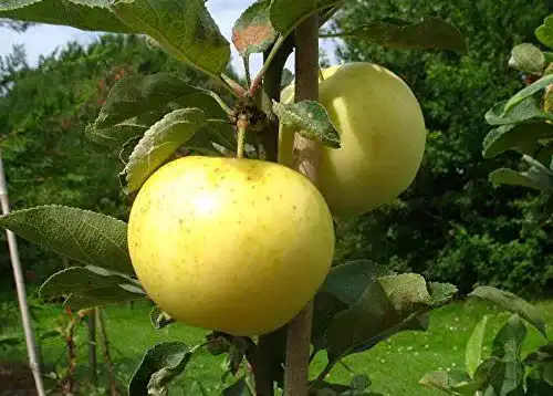 Weißer Klarapfel Apfelbaum – Alte Sorte für den Garten