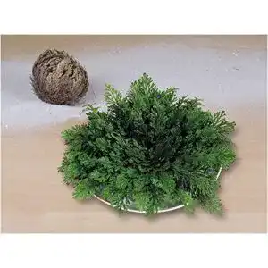Rose von Jericho Pflege und Eigenschaften der Pflanze