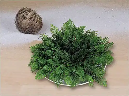Rose von Jericho Pflege und Eigenschaften der Pflanze