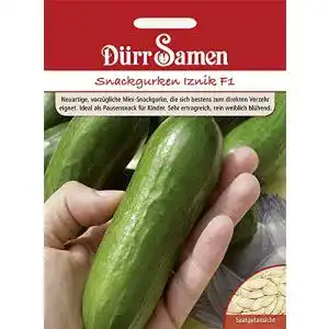 Gurken Samen Dürr-Samen – Snackgurke Iznik F1 Saatgut