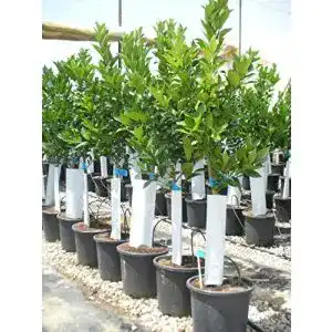 Orangenbaum Citrus sinensis Naranjo aus eigener Produktion