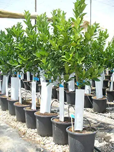 Orangenbaum Citrus sinensis Naranjo aus eigener Produktion