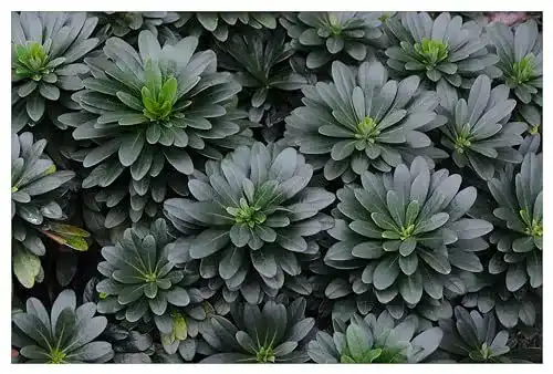 Mandelblättrige Balkan-Wolfsmilch Euphorbia amygdaloides ssp. im Topf