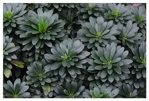 Mandelblättrige Balkan-Wolfsmilch Euphorbia amygdaloides ssp. im Topf