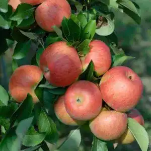 Apfelbaum Topaz – Malus domestica, Buschform, Erntezeit ab September
