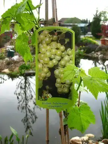 Weinrebe Plantapro Vitis vinifera ‚Lakemont‘ 80 cm im 3 L Topf