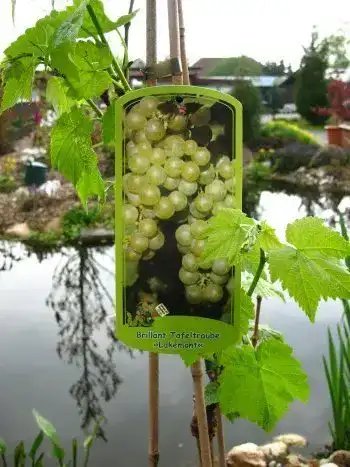 Weinrebe Plantapro Vitis vinifera ‚Lakemont‘ 80 cm im 3 L Topf