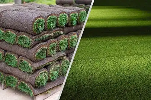 Rollrasen Rudi – 30m² echter Fertigrasen für schattige Flächen
