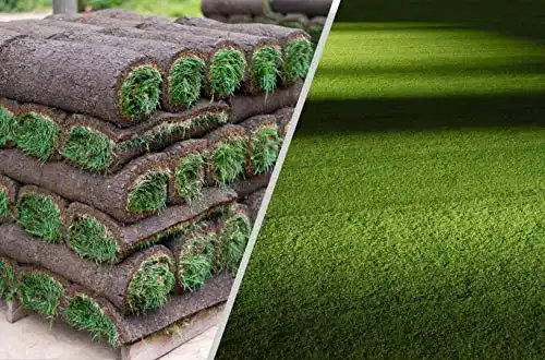 Rollrasen Rudi – 30m² echter Fertigrasen für schattige Flächen