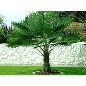 51KJKylTyOL. SL500 