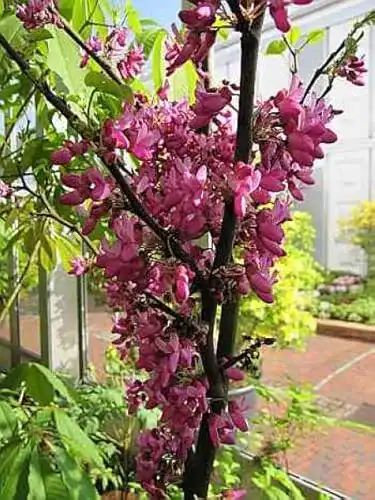Judasbaum Cercis siliquastrum Bodnant – Pflanzenvielfalt für den Garten