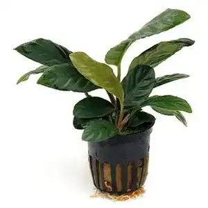 Anubia Coffeefolia Wasserpflanze im Topf für Aquarien