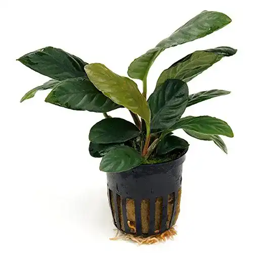 Anubia Coffeefolia Wasserpflanze im Topf für Aquarien