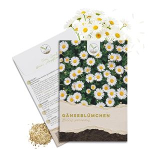 Gänseblümchen Samen von Happyseed (Bellis perennis) für Garten und Balkon