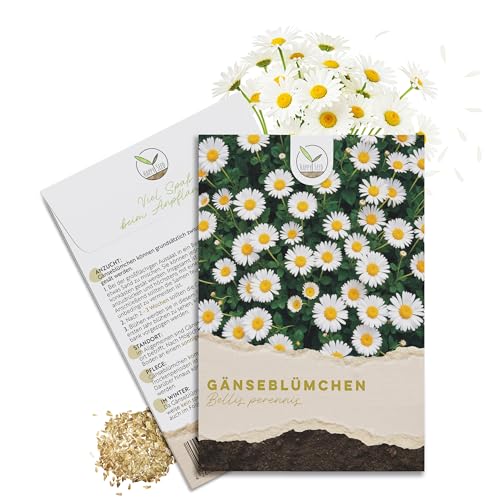 Gänseblümchen Samen von Happyseed (Bellis perennis) für Garten und Balkon