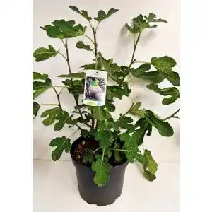 Feigenbaum Plantenwelt Wiesmoor – Winterharte, essbare Feige Ficus carica