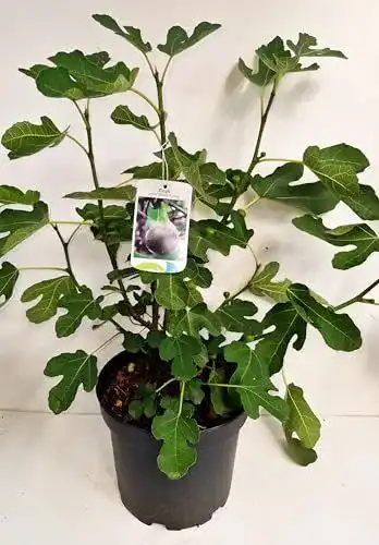 Feigenbaum Plantenwelt Wiesmoor – Winterharte, essbare Feige Ficus carica