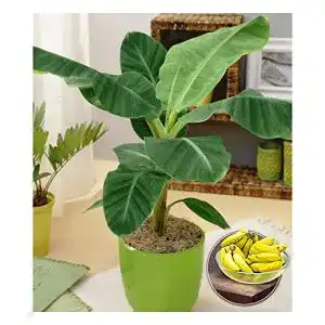 Bananenpflanze Baldur Garten Musa Banana Tropicana – Zimmerpflanze