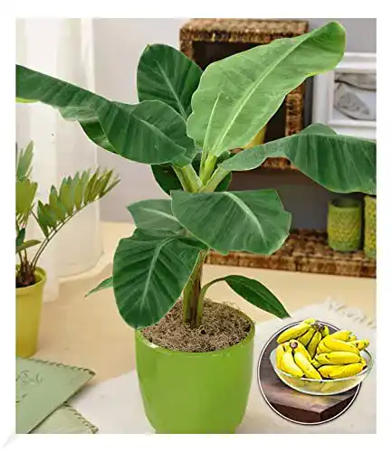 Bananenpflanze Baldur Garten Musa Banana Tropicana – Zimmerpflanze