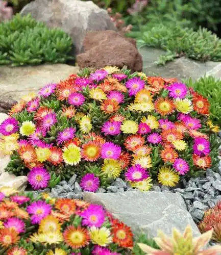 Winterharte Eisblumen für den Balkon von Baldur Garten