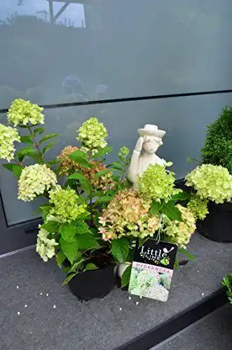 Rispenhortensie Plantenwelt Little Lime – Hydrangea paniculata