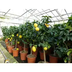 Zitronenbaum Citrus Limon 70-100 cm – Zitruspflanze von Gruenwaren Jakubik