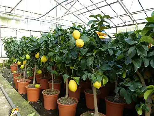 Zitronenbaum Citrus Limon 70-100 cm – Zitruspflanze von Gruenwaren Jakubik