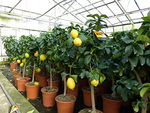 Zitronenbaum Citrus Limon 70-100 cm – Zitruspflanze von Gruenwaren Jakubik