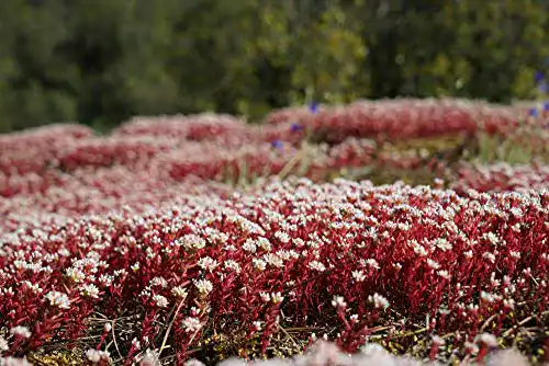Sedum-Samen Dragon’s Blood – 50 Samen für Bodendecker und Steingärten