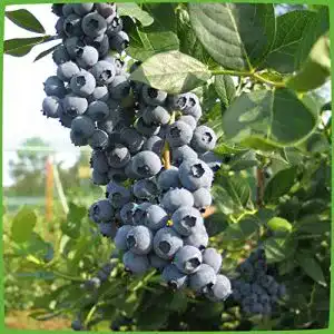 Heidelbeerstrauch Garten Schlüter Heidelbeere Duke – Blaubeeren Pflanze