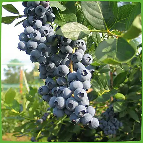 Heidelbeerstrauch Garten Schlüter Heidelbeere Duke – Blaubeeren Pflanze