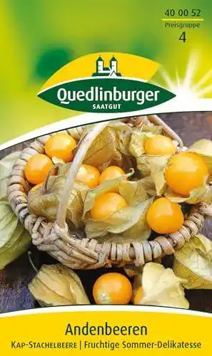 Physalis-Samen Quedlinburger Saatgut Kapstachelbeere