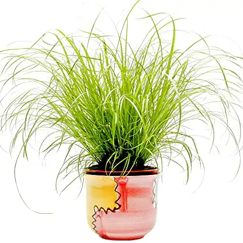 Katzengras Pflanze Gardenersdream Cyperus Zumula – Naturprodukt für Katzen