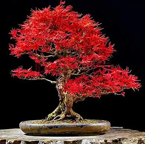 Ahorn Samen 25 Stück Rote Ahorn Samen für Bonsai und Garten