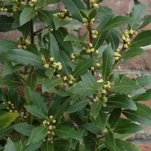 Lorbeer Pflanze – Echter Lorbeerbaum (Laurus nobilis) im Topf