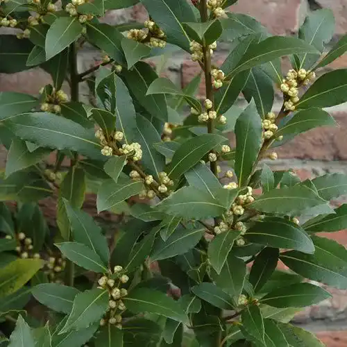 Lorbeer Pflanze – Echter Lorbeerbaum (Laurus nobilis) im Topf