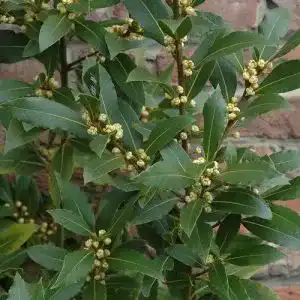 51RJ3F0bSUL. SL500 